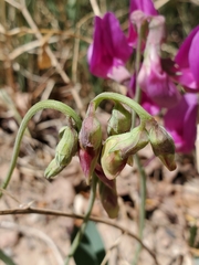 Lathyrus eucosmus