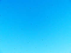 Hirundapus caudacutus