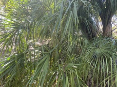 Livistona decora