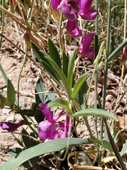Lathyrus eucosmus