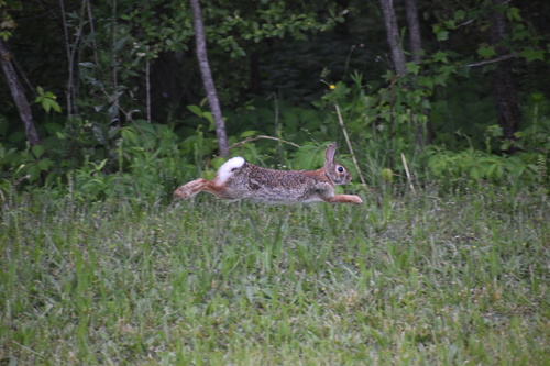 Eastern Cottontail photographed in Georgia