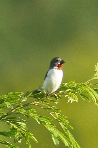 Sporophila telasco