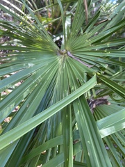 Livistona decora