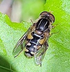 Parhelophilus flavifacies