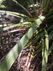 Livistona decora