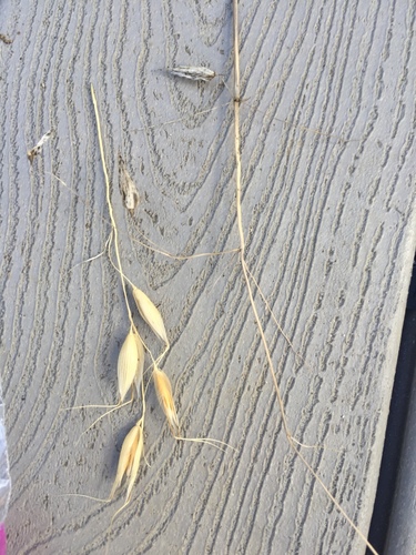 iNaturalist observation photo of Oats