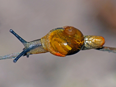 Helicarion cuvieri