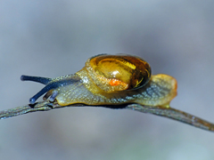 Helicarion cuvieri