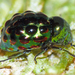 Notolioon gemmatus - Photo (c) Simon Grove,  זכויות יוצרים חלקיות (CC BY-NC), הועלה על ידי Simon Grove