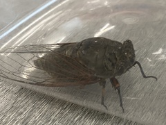 Cryptotympana atrata