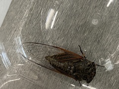 Cryptotympana atrata