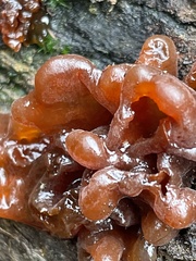 Phaeotremella fimbriata