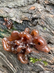Phaeotremella fimbriata