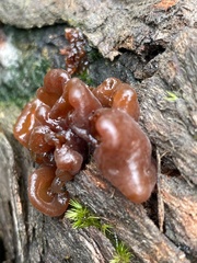 Phaeotremella fimbriata