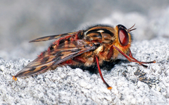 Pelecorhynchus eristaloides