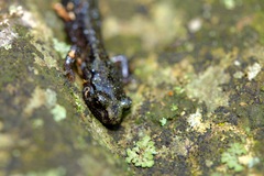 Aneides flavipunctatus
