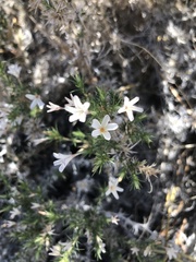 Linanthus pungens