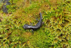 Aneides flavipunctatus