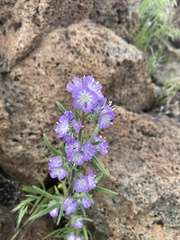 Phacelia linearis