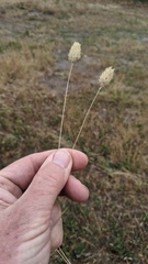 Phalaris caroliniana