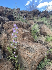 Phacelia linearis