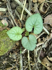 Viola walteri