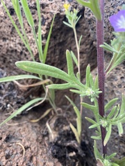 Phacelia linearis