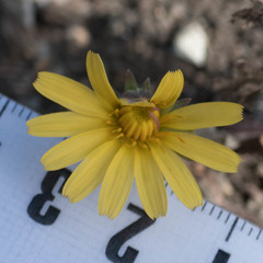 Agoseris apargioides