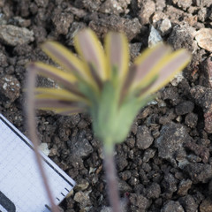 Agoseris apargioides