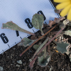 Agoseris apargioides