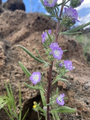 Phacelia linearis