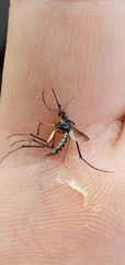 Psorophora cyanescens