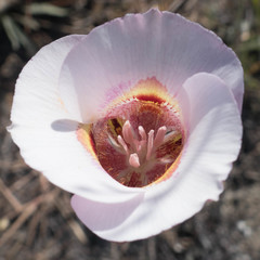 Calochortus venustus