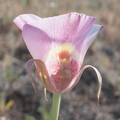 Calochortus venustus