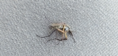 Psorophora cyanescens