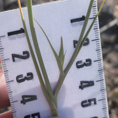 Calochortus venustus