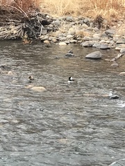 Lophodytes cucullatus