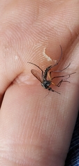 Psorophora cyanescens
