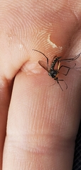 Psorophora cyanescens