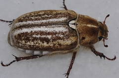 Anoxia australis