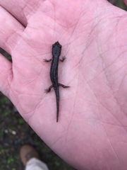 Aneides flavipunctatus