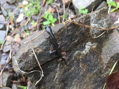 Aneides flavipunctatus