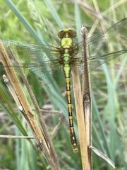 Ophiogomphus incurvatus