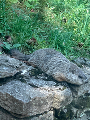 Marmota monax