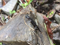 Aneides flavipunctatus