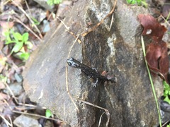 Aneides flavipunctatus