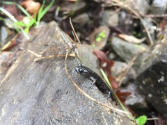 Aneides flavipunctatus