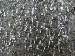 Cryptococcus fagisuga