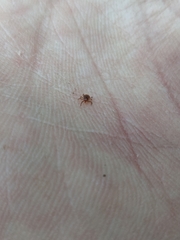 Amblyomma americanum