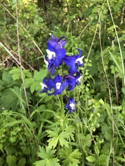 Delphinium trolliifolium